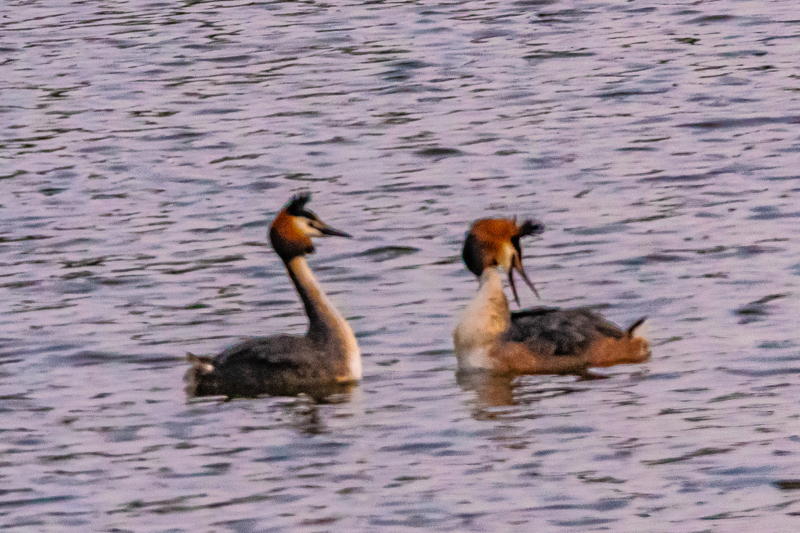 Grèbes huppés (Great crested grebes, Podiceps cristatus), Réserve Naturelle de Mont-Bernanchon, Hauts de France.